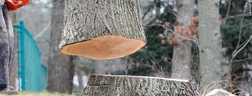 How Our Tree Care Process Works  in  Mount Morris, IL