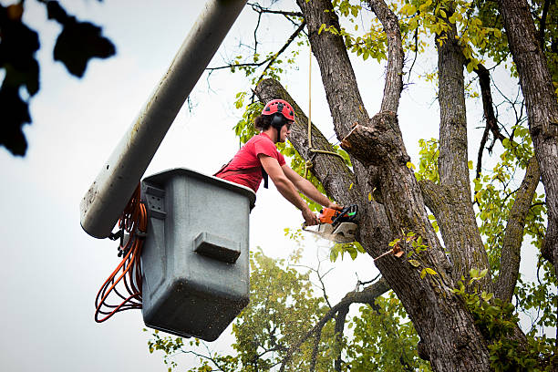 Best Tree Disease Treatment  in Mount Morris, IL